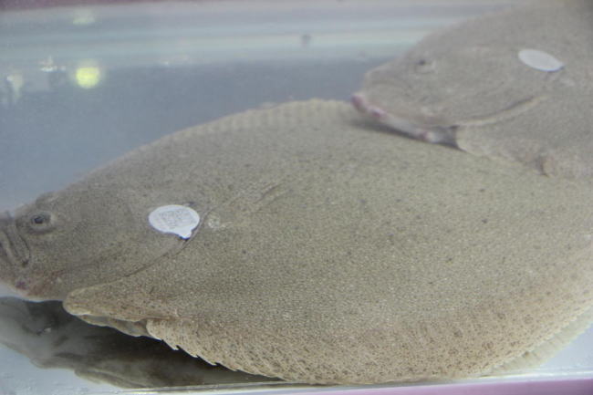 亮點都在這里!亞太水產(chǎn)養(yǎng)殖展覽會(圖4) 按此在新窗口瀏覽圖片