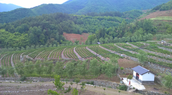 安康富硒茶引爆中國西部最牛茶專業展會(圖5) 安康富硒茶引爆中國西部最牛茶專業展會(圖5)